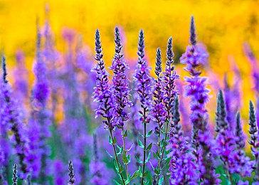 港服PS商店开启必备精选优惠 浣熊市合集25折117港币